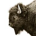 Picture of Buffalo Head _GroupedProduct_Square_Photography _GroupedProduct_Square_Unframed_Print_Only_