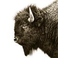 Picture of Buffalo Head _GroupedProduct_Square_Photography _GroupedProduct_Square_Unframed_Print_Only_