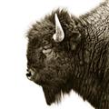 Picture of Buffalo Head _GroupedProduct_Square_Photography _GroupedProduct_Square_Unframed_Print_Only_