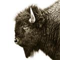 Picture of Buffalo Head _GroupedProduct_Square_Photography _GroupedProduct_Square_Unframed_Print_Only_
