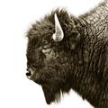 Picture of Buffalo Head _GroupedProduct_Square_Photography _GroupedProduct_Square_Unframed_Print_Only_