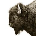Picture of Buffalo Head _GroupedProduct_Square_Photography _GroupedProduct_Square_Unframed_Print_Only_