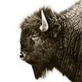 Picture of Buffalo Head _GroupedProduct_Square_Photography _GroupedProduct_Square_Unframed_Print_Only_