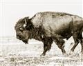 Picture of Buffalo March _GroupedProduct_Rectangle_Landscape_Photography _GroupedProduct_Rectangle_Landscape_Unframed_Print_Only_
