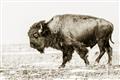 Picture of Buffalo March _GroupedProduct_Rectangle_Landscape_Photography _GroupedProduct_Rectangle_Landscape_Unframed_Print_Only_