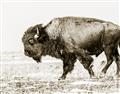 Picture of Buffalo March _GroupedProduct_Rectangle_Landscape_Photography _GroupedProduct_Rectangle_Landscape_Unframed_Print_Only_
