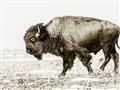 Picture of Buffalo March _GroupedProduct_Rectangle_Landscape_Photography _GroupedProduct_Rectangle_Landscape_Unframed_Print_Only_