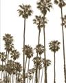 Picture of California Palms _GroupedProduct_Rectangle_Portrait_Photography _GroupedProduct_Rectangle_Portrait_Unframed_Print_Only_