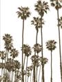Picture of California Palms _GroupedProduct_Rectangle_Portrait_Photography _GroupedProduct_Rectangle_Portrait_Unframed_Print_Only_
