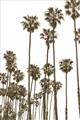 Picture of California Palms _GroupedProduct_Rectangle_Portrait_Photography _GroupedProduct_Rectangle_Portrait_Unframed_Print_Only_