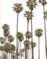 Picture of California Palms _GroupedProduct_Rectangle_Portrait_Photography _GroupedProduct_Rectangle_Portrait_Unframed_Print_Only_