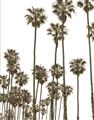 Picture of California Palms _GroupedProduct_Rectangle_Portrait_Photography _GroupedProduct_Rectangle_Portrait_Unframed_Print_Only_