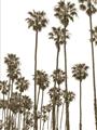Picture of California Palms _GroupedProduct_Rectangle_Portrait_Photography _GroupedProduct_Rectangle_Portrait_Unframed_Print_Only_