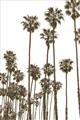 Picture of California Palms _GroupedProduct_Rectangle_Portrait_Photography _GroupedProduct_Rectangle_Portrait_Unframed_Print_Only_
