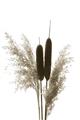 Picture of Cattails  _GroupedProduct_Rectangle_Portrait_Photography _GroupedProduct_Rectangle_Portrait_Unframed_Print_Only_