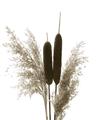 Picture of Cattails  _GroupedProduct_Rectangle_Portrait_Photography _GroupedProduct_Rectangle_Portrait_Unframed_Print_Only_