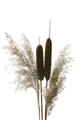Picture of Cattails  _GroupedProduct_Rectangle_Portrait_Photography _GroupedProduct_Rectangle_Portrait_Unframed_Print_Only_