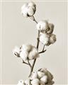 Picture of Cotton _GroupedProduct_Rectangle_Portrait_Photography _GroupedProduct_Rectangle_Portrait_Unframed_Print_Only_