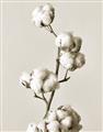 Picture of Cotton _GroupedProduct_Rectangle_Portrait_Photography _GroupedProduct_Rectangle_Portrait_Unframed_Print_Only_