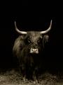 Picture of Dixie, the Bull II _GroupedProduct_Rectangle_Portrait_Photography _GroupedProduct_Rectangle_Portrait_Unframed_Print_Only_