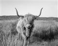 Picture of Beautiful Cow, Bella  _GroupedProduct_Rectangle_Landscape_Photography _GroupedProduct_Rectangle_Landscape_Unframed_Print_Only_