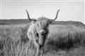 Picture of Beautiful Cow, Bella  _GroupedProduct_Rectangle_Landscape_Photography _GroupedProduct_Rectangle_Landscape_Unframed_Print_Only_