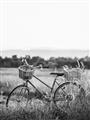 Picture of Bicycle Basket _GroupedProduct_Rectangle_Portrait_Photography _GroupedProduct_Rectangle_Portrait_Unframed_Print_Only_
