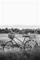 Picture of Bicycle Basket _GroupedProduct_Rectangle_Portrait_Photography _GroupedProduct_Rectangle_Portrait_Unframed_Print_Only_