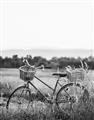 Picture of Bicycle Basket _GroupedProduct_Rectangle_Portrait_Photography _GroupedProduct_Rectangle_Portrait_Unframed_Print_Only_