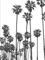 Picture of California Palms _GroupedProduct_Rectangle_Portrait_Photography _GroupedProduct_Rectangle_Portrait_Unframed_Print_Only_