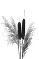 Picture of Cattails  _GroupedProduct_Rectangle_Portrait_Photography _GroupedProduct_Rectangle_Portrait_Unframed_Print_Only_