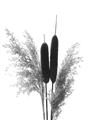 Picture of Cattails  _GroupedProduct_Rectangle_Portrait_Photography _GroupedProduct_Rectangle_Portrait_Unframed_Print_Only_