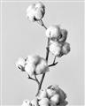 Picture of Cotton _GroupedProduct_Rectangle_Portrait_Photography _GroupedProduct_Rectangle_Portrait_Unframed_Print_Only_