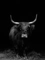 Picture of Dixie, the Bull II _GroupedProduct_Rectangle_Portrait_Photography _GroupedProduct_Rectangle_Portrait_Unframed_Print_Only_