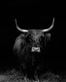 Picture of Dixie, the Bull II _GroupedProduct_Rectangle_Portrait_Photography _GroupedProduct_Rectangle_Portrait_Unframed_Print_Only_