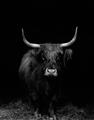 Picture of Dixie, the Bull II _GroupedProduct_Rectangle_Portrait_Photography _GroupedProduct_Rectangle_Portrait_Unframed_Print_Only_