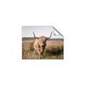 Picture of Beautiful Cow, Bella  _GroupedProduct_Rectangle_Landscape_Photography _GroupedProduct_Rectangle_Landscape_Unframed_Print_Only_