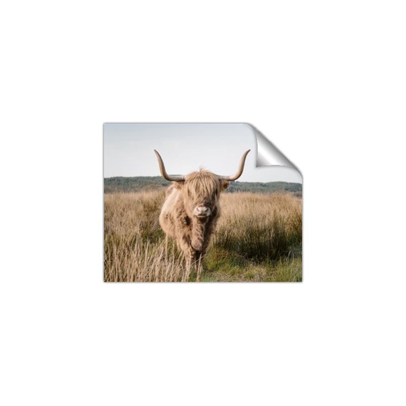 Picture of Beautiful Cow, Bella  _GroupedProduct_Rectangle_Landscape_Photography _GroupedProduct_Rectangle_Landscape_Unframed_Print_Only_