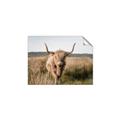 Picture of Beautiful Cow, Bella  _GroupedProduct_Rectangle_Landscape_Photography _GroupedProduct_Rectangle_Landscape_Unframed_Print_Only_