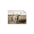 Picture of Beautiful Cow, Bella  _GroupedProduct_Rectangle_Landscape_Photography _GroupedProduct_Rectangle_Landscape_Unframed_Print_Only_