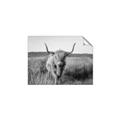 Picture of Beautiful Cow, Bella  _GroupedProduct_Rectangle_Landscape_Photography _GroupedProduct_Rectangle_Landscape_Unframed_Print_Only_