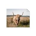 Picture of Beautiful Cow, Bella  _GroupedProduct_Rectangle_Landscape_Photography _GroupedProduct_Rectangle_Landscape_Unframed_Print_Only_