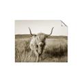 Picture of Beautiful Cow, Bella  _GroupedProduct_Rectangle_Landscape_Photography _GroupedProduct_Rectangle_Landscape_Unframed_Print_Only_