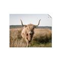 Picture of Beautiful Cow, Bella  _GroupedProduct_Rectangle_Landscape_Photography _GroupedProduct_Rectangle_Landscape_Unframed_Print_Only_