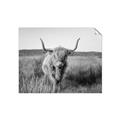 Picture of Beautiful Cow, Bella  _GroupedProduct_Rectangle_Landscape_Photography _GroupedProduct_Rectangle_Landscape_Unframed_Print_Only_