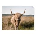 Picture of Beautiful Cow, Bella  _GroupedProduct_Rectangle_Landscape_Photography _GroupedProduct_Rectangle_Landscape_Unframed_Print_Only_