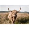 Picture of Beautiful Cow, Bella  _GroupedProduct_Rectangle_Landscape_Photography _GroupedProduct_Rectangle_Landscape_Unframed_Print_Only_