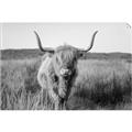 Picture of Beautiful Cow, Bella  _GroupedProduct_Rectangle_Landscape_Photography _GroupedProduct_Rectangle_Landscape_Unframed_Print_Only_