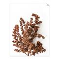 Picture of Brown Fall  _GroupedProduct_Rectangle_Portrait_Photography _GroupedProduct_Rectangle_Portrait_Unframed_Print_Only_
