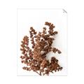 Picture of Brown Fall  _GroupedProduct_Rectangle_Portrait_Photography _GroupedProduct_Rectangle_Portrait_Unframed_Print_Only_
